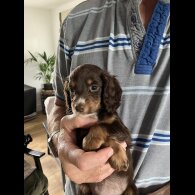 Cocker Spaniel (Working &amp; Show) - Both