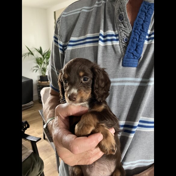 Cocker Spaniel (Working &amp; Show) - Both