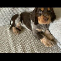 Cocker Spaniel (Working &amp; Show) - Both
