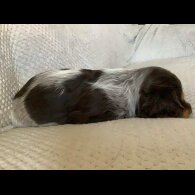 Cocker Spaniel (Working &amp; Show) - Both