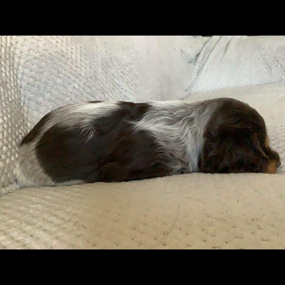 Cocker Spaniel (Working &amp; Show) - Both