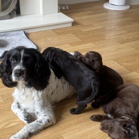 Cocker Spaniel (Show) - Both