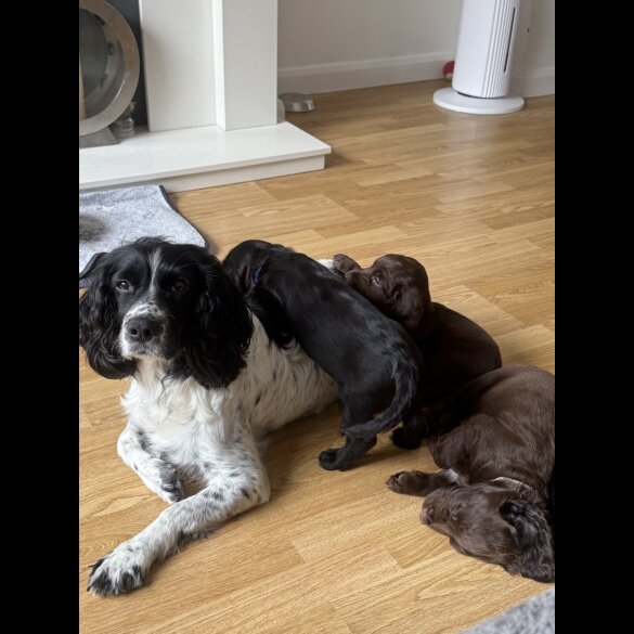 Cocker Spaniel (Show) - Both