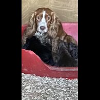 Cocker Spaniel (Working &amp; Show) - Both