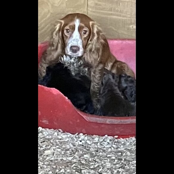 Cocker Spaniel (Working &amp; Show) - Both