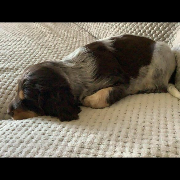 Cocker Spaniel (Working &amp; Show) - Both