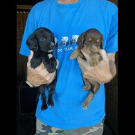 Cocker Spaniel (Working &amp; Show) - Both
