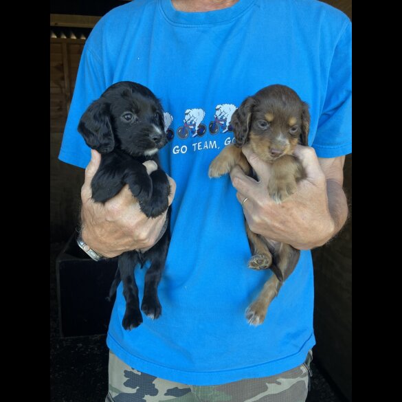 Cocker Spaniel (Working &amp; Show) - Both
