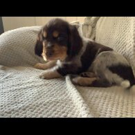 Cocker Spaniel (Working &amp; Show) - Both