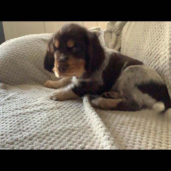 Cocker Spaniel (Working &amp; Show) - Both