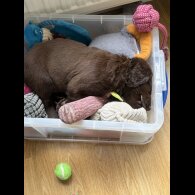Cocker Spaniel (Show) - Both
