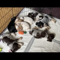 Cocker Spaniel (Working &amp; Show) - Both