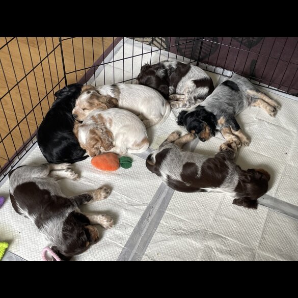 Cocker Spaniel (Working &amp; Show) - Both