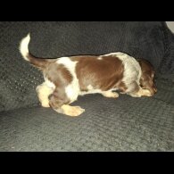 Cocker Spaniel (Working &amp; Show) - Both