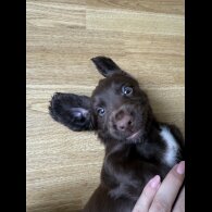 Cocker Spaniel (Show) - Both