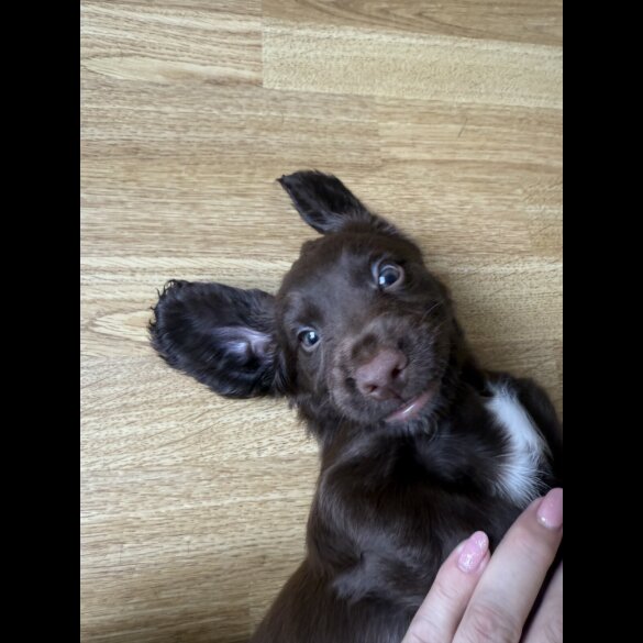 Cocker Spaniel (Show) - Both