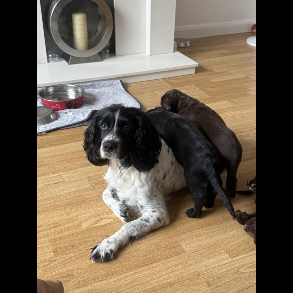 Cocker Spaniel (Show) - Both