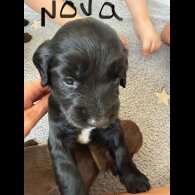 Cocker Spaniel (Show) - Both