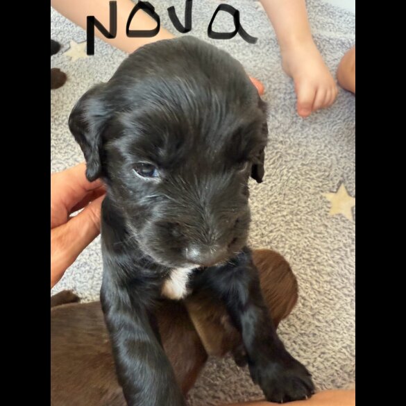 Cocker Spaniel (Show) - Both