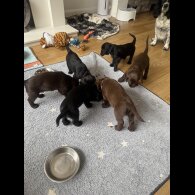 Cocker Spaniel (Show) - Both