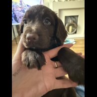 Cocker Spaniel (Show) - Both