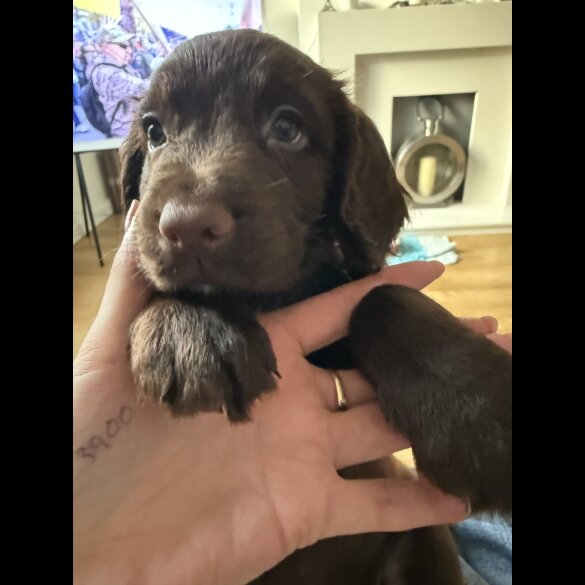 Cocker Spaniel (Show) - Both