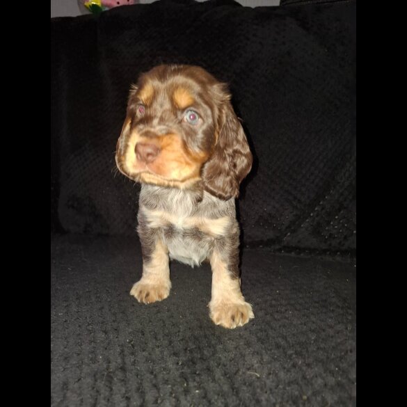 Cocker Spaniel (Working &amp; Show) - Both