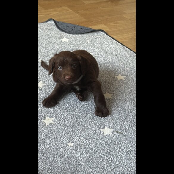 Cocker Spaniel (Show) - Both