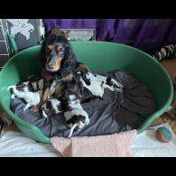Cocker Spaniel (Working &amp; Show) - Both