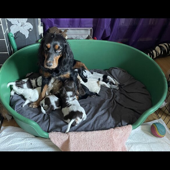 Cocker Spaniel (Working &amp; Show) - Both