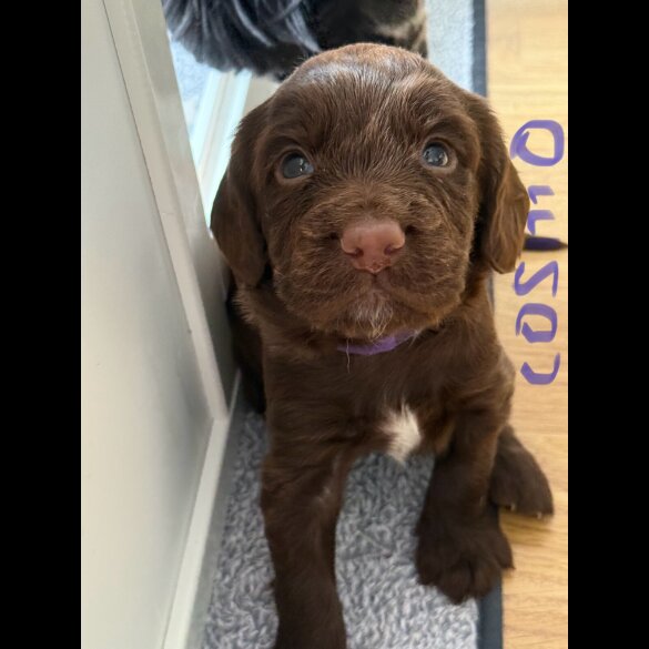 Cocker Spaniel (Show) - Both