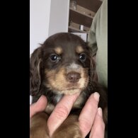 Cocker Spaniel (Working &amp; Show) - Both