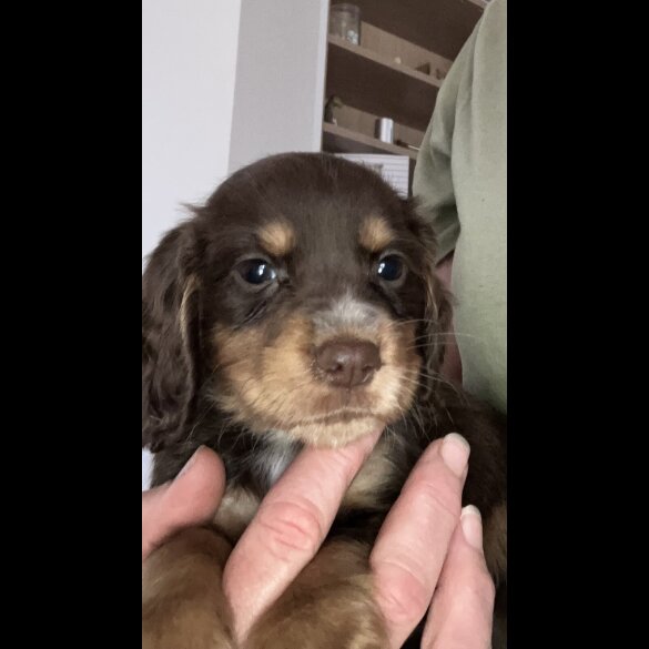 Cocker Spaniel (Working &amp; Show) - Both