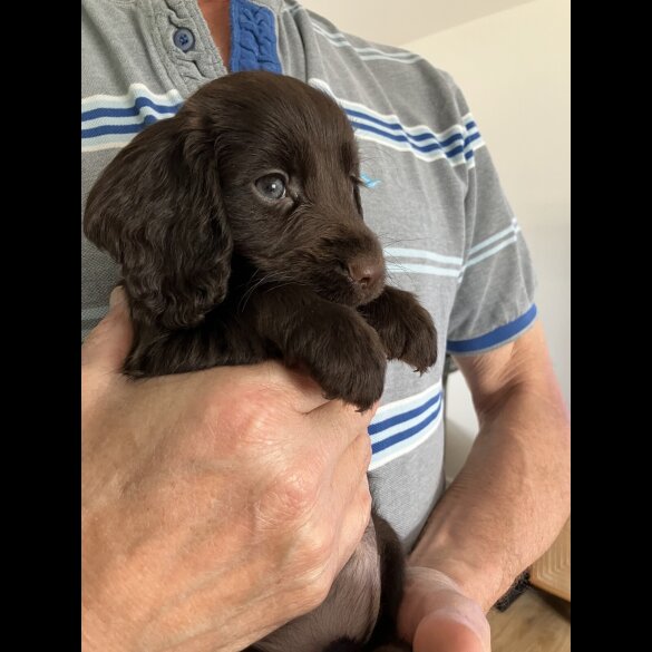 Cocker Spaniel (Working &amp; Show) - Both