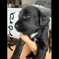 Cocker Spaniel (Show) - Both