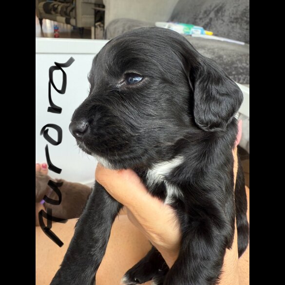 Cocker Spaniel (Show) - Both