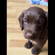 Cocker Spaniel (Show) - Both