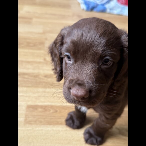 Cocker Spaniel (Show) - Both
