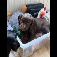 Cocker Spaniel (Show) - Both