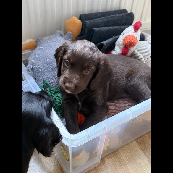 Cocker Spaniel (Show) - Both