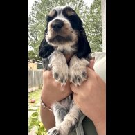 Cocker Spaniel (Working &amp; Show) - Both
