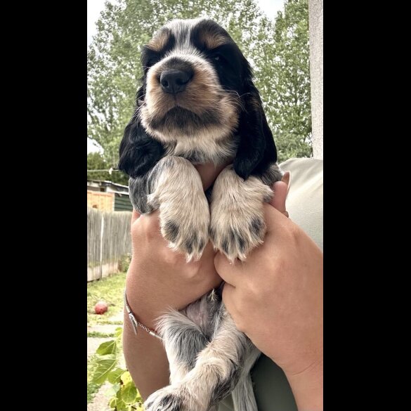 Cocker Spaniel (Working &amp; Show) - Both