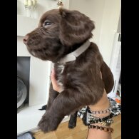 Cocker Spaniel (Show) - Both