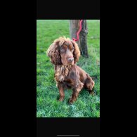 Cocker Spaniel (Show) - Both