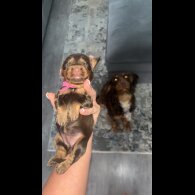 Cocker Spaniel (Show) - Both