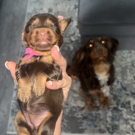 Cocker Spaniel (Show) - Both