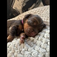 Cocker Spaniel (Show) - Both