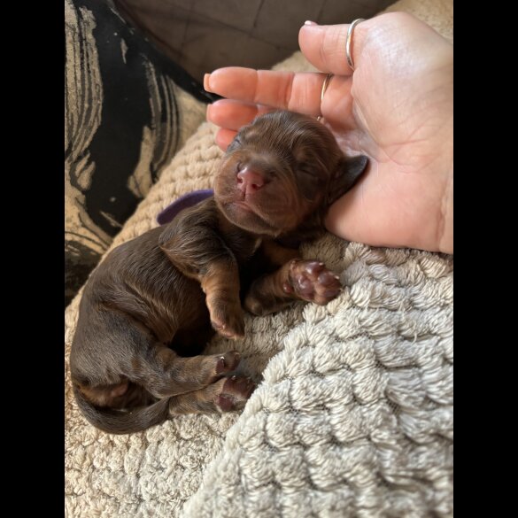 Cocker Spaniel (Show) - Both