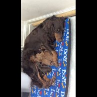 Cocker Spaniel (Show) - Both