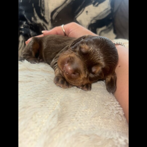 Cocker Spaniel (Show) - Both